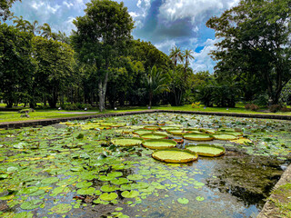 Victoria-Seerosen im Sir Seewoosagur Ramgoolam Botanischen Garten, Mauritius