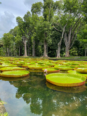 Victoria-Seerosen im Sir Seewoosagur Ramgoolam Botanischen Garten, Mauritius