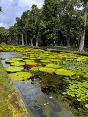 Victoria-Seerosen im Sir Seewoosagur Ramgoolam Botanischen Garten, Mauritius