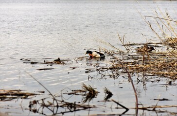 Ducks on the lake among dry reed grass in early spring