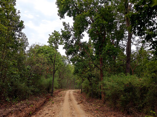 Road through a Dense Green Forest