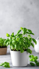 Fototapeta premium A vibrant pot of lush green basil plants sits atop a rustic wooden table, sunlight filtering through nearby windows, enhancing their fresh aroma.