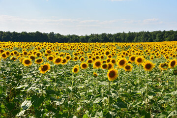 Naklejka premium Sunflower Field Under a Bright Blue Sky with forest
