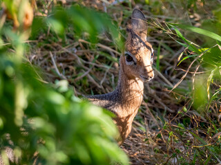 Those wonderful big eyes. A Damara dik-dik (Madoqua damarensis).