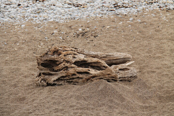 Obraz premium A Large Piece of Weathered Driftwood on a Coastal Beach.