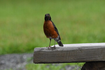 La Plaine 2 Août 2025