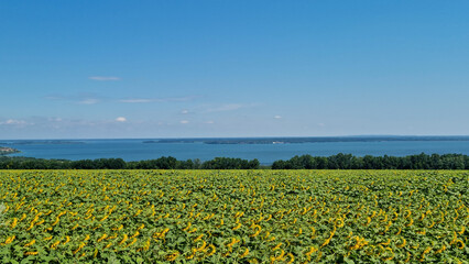 Sunflower field stretching to the horizon with view of trees and large lake under blue sky. Landscape photography. Summer countryside and farming concept