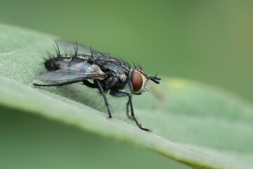Closeup on a hairy tachinid or Bristle fly, Exorista rustica sitting on a green leaf