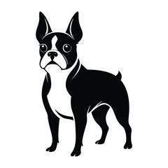 Boston Terrier Dog Black and White Illustration