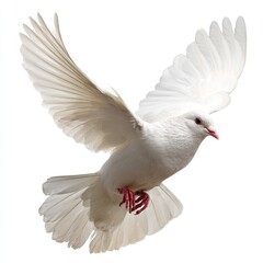 Obraz premium White Pigeon In Flight