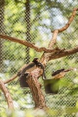 Two colorful birds red-billed blue magpie  perched on a branch in a lush green environment, surrounded by natural foliage and a mesh enclosure, showcasing vibrant plumage and serene habitat