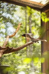 Colorful bird red-billed blue magpie  perched on a branch inside an aviary, surrounded by lush greenery and sunlight filtering through the mesh, showcasing vibrant feathers and natural habitat