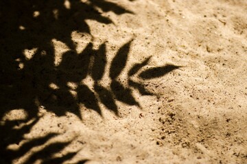 Shadow of a fern leaf cast on sandy ground, creating intricate patterns and textures, highlighting...
