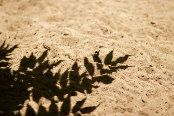 Shadow of leaves cast on sandy surface, creating intricate patterns and textures, highlighting the interplay of light and nature in a serene outdoor environment