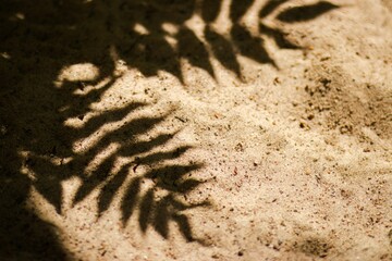 Shadows of fern leaves cast on sandy ground, creating intricate patterns and textures, showcasing...