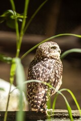 Brown owl perched on a log surrounded by green grass and foliage, showcasing its unique feather patterns and keen gaze in a natural habitat setting