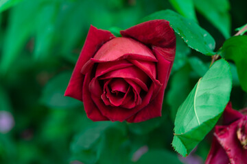 A scarlet rose with velvety petals and deep green leaves is a symbol of passion and love. It is given to a beloved woman as a sign of deep feelings, admiration, and tenderness.