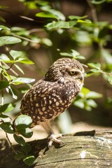 Small brown owl perched on a log surrounded by lush green foliage, showcasing its unique feather patterns and keen gaze in a natural habitat setting