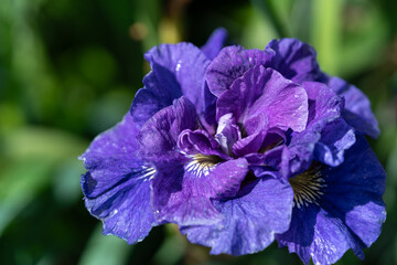 In close-up, the petals of the German iris captivate with their shape and vivid violet hue. Their velvety texture and gentle sheen delight the eye, giving the flower a regal elegance