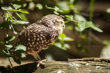 Small brown owl perched on a log surrounded by green foliage, showcasing its unique spotted feathers and calm demeanor in a natural habitat setting