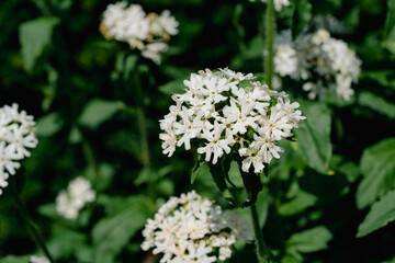 The flowers of white campion, also known as Lychnis alba, are small and delicate, gathered into umbrella-shaped clusters. They radiate lightness and grace, adorning meadows and gardens.