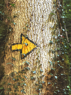 Markierung an einem Baumstamm, im Wald gelber Pfeil