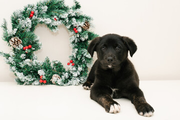 Black Puppy With Christmas Wreath