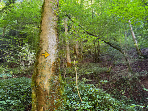 Wald auf einem Baum steht ein gelber Pfeil als Wegweiser 