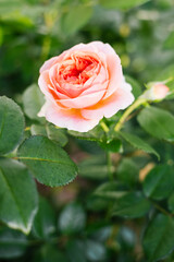 Chippendale Rose Blooming in Garden
