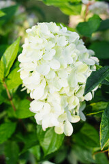 Hydrangea Bonfaire Flowering in Garden