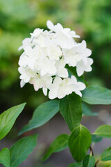 White hydrangea Metallica blooming in garden