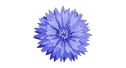 A stylized illustration of a single blue cornflower with layered petals, isolated on a white background.