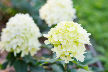Closeup Of Skyfall Panicle Hydrangea Blooming
