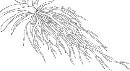 A detailed black and white line drawing of a plant with a large, exposed, and tangled root system.