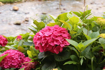 Obraz premium Flor