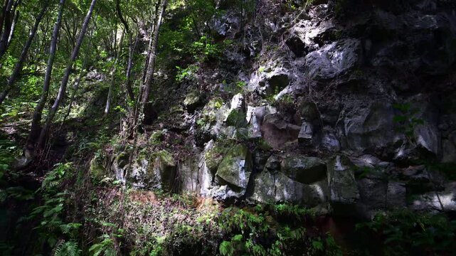 Beruhigendes Video eines dichten Regenwaldes auf La Palma