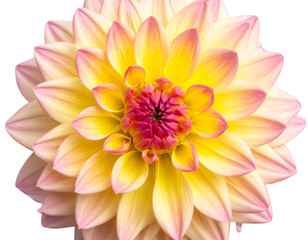 Obraz premium Close-up of Pink and Yellow Dahlia Bloom Showing Petal Texture, isolated on transparent background