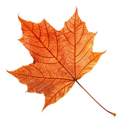 Obraz premium Autumn leaf with vein details isolated on transparent background 