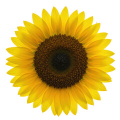 Fototapeta premium A single, vibrant sunflower with radiant yellow petals and a detailed dark brown center, isolated on a transparent studio background with no shadows, concept of natural energy and growth