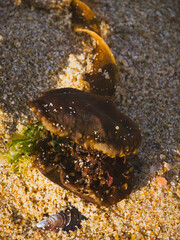 Unidentified seaweed with marine debris on beach sand, Portugal,