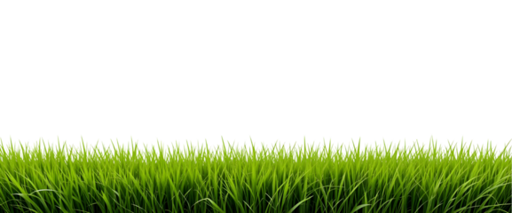 Green Grass Landscape – Isolated PNG for Web or Print Design
