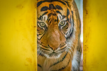 Wild Sumatran tiger looking directly at camera from behind a yellow wall