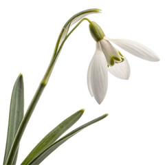 Obraz premium Single white snowdrop flower isolated on transparent background 