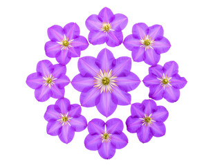 Obraz premium Top View of Multiple Purple Bougainvillea Flowers Forming a Colorful Pattern, Transparent PNG