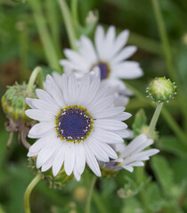 Beautiful close-up of arctotis venusta