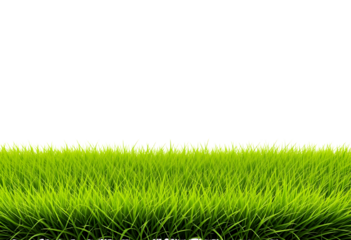 Realistic Grass Border – Isolated PNG for Design Use