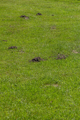 Several mole holes in green grass. Lawn damage, mole control
