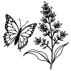 Butterfly Bush Redwood line art vector
