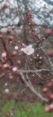 cherry blossom in spring