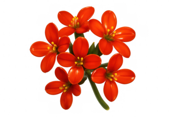 Orange ornithogalum dubium blossoming with vivid color petals, isolated on clear background, ideal for graphic design layouts